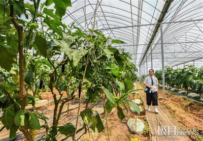 植物界的奇观 茄树如何实现“三果同株”的神奇现象