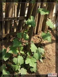 老父亲的小菜园 我的一亩三分地