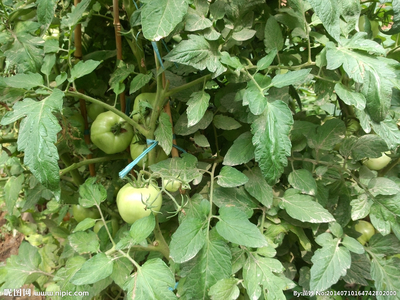 番茄架 田园诗画中的生命脉络