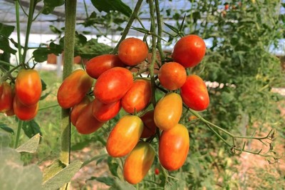 永存村 五彩小番茄“点亮”致富路，电焊网织就幸福梦