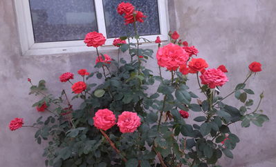 幽兰小屋209 番茄架的秘密