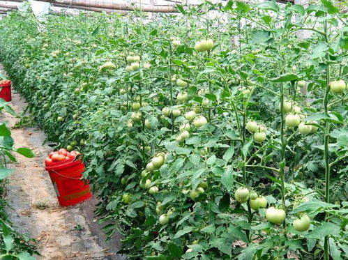 乾德1625粉果番茄 早熟早春精品粉果品种推荐