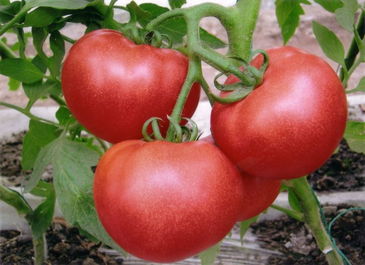 供应优质西红柿 - 山东临沂费县薛庄蔬菜基地番茄架产品展示